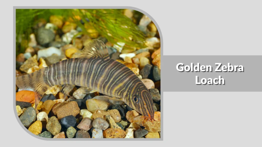 Golden Zebra Loach