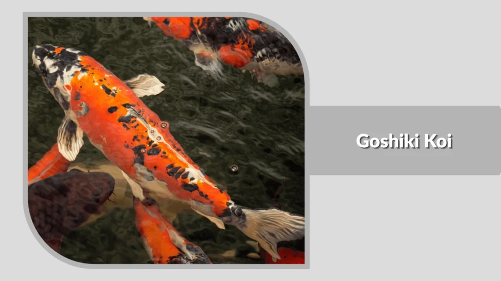 Goshiki Koi