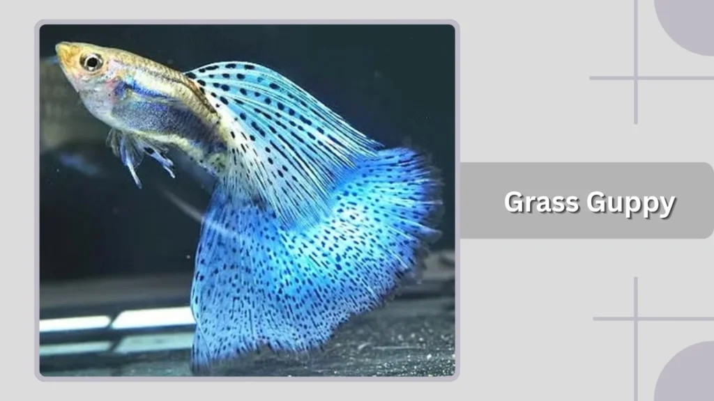  Grass Guppy