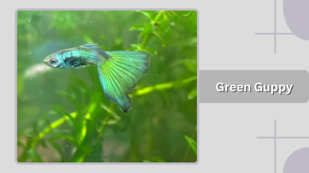 Green Guppy