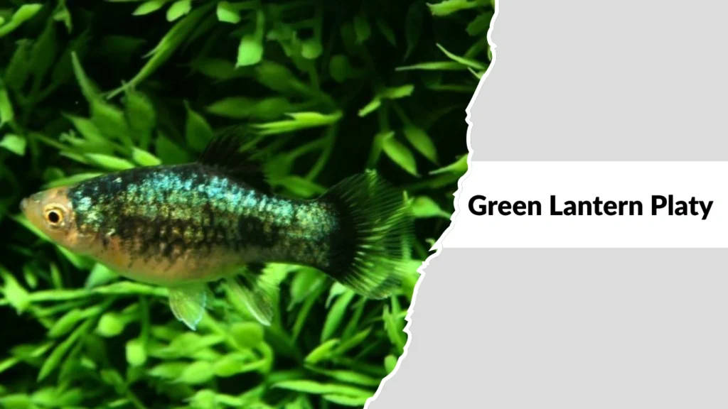 Green Lantern Platy