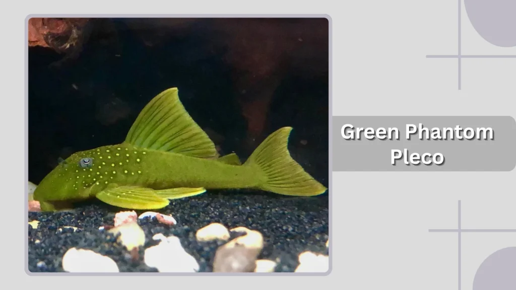Green Phantom Pleco