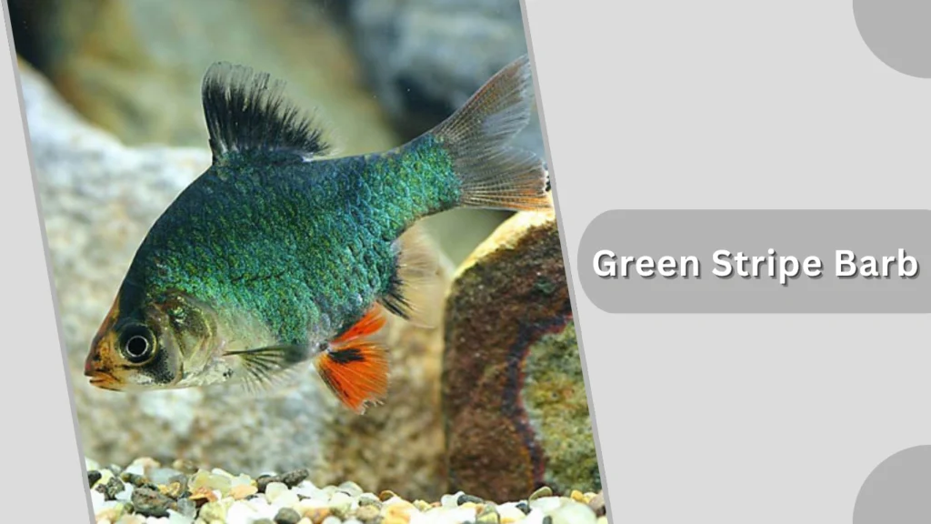 Green Stripe Barb
