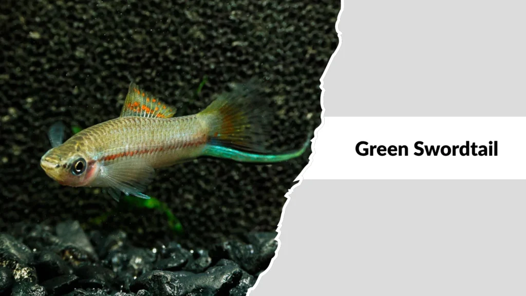Green Swordtail