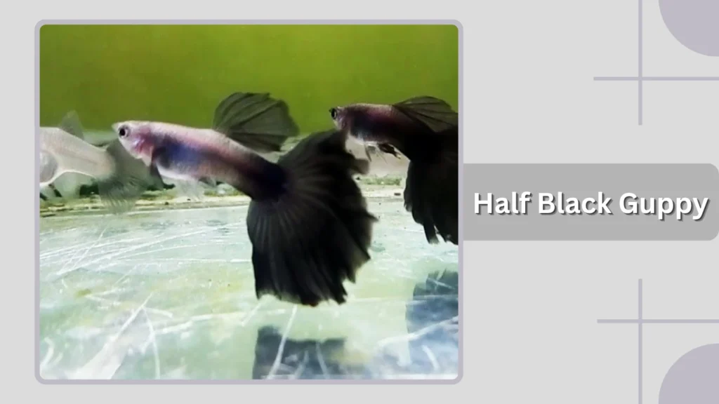 Half Black Guppy