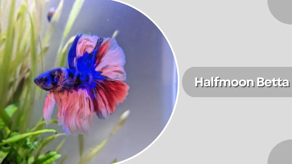 Halfmoon Betta
