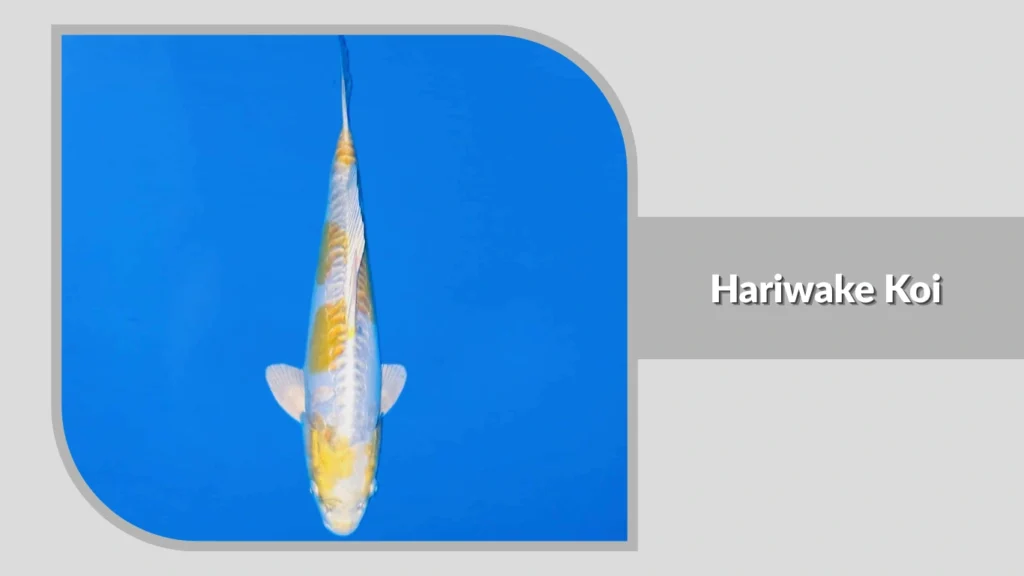 Hariwake Koi