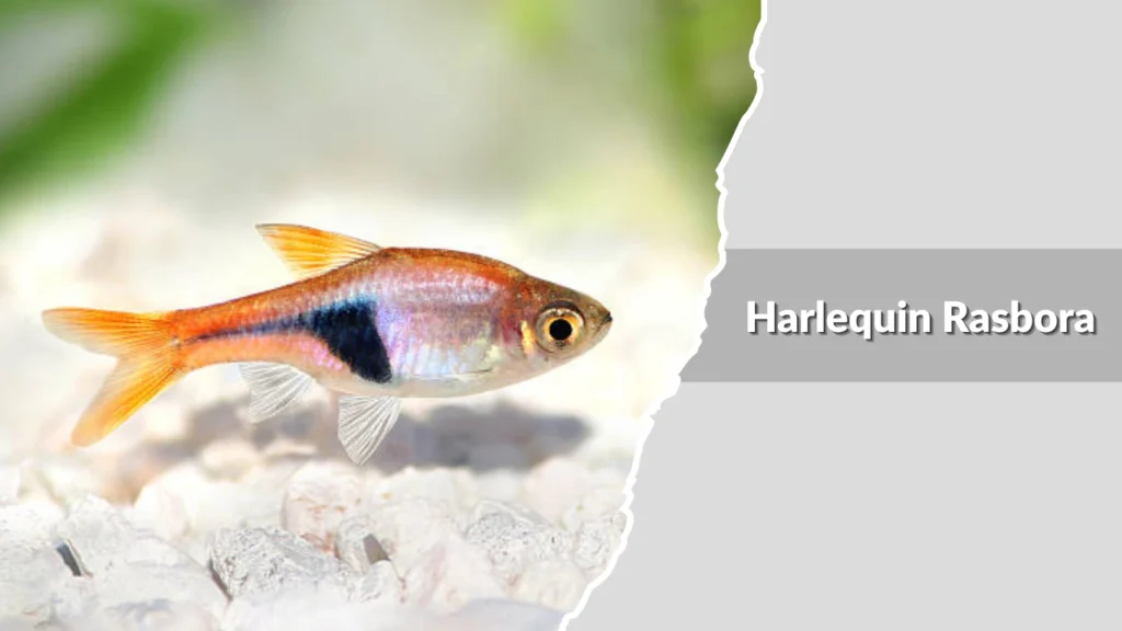 Harlequin Rasbora