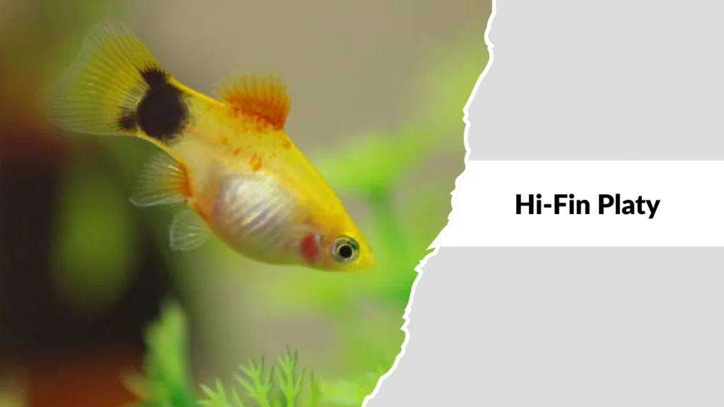 Hi-Fin Platy