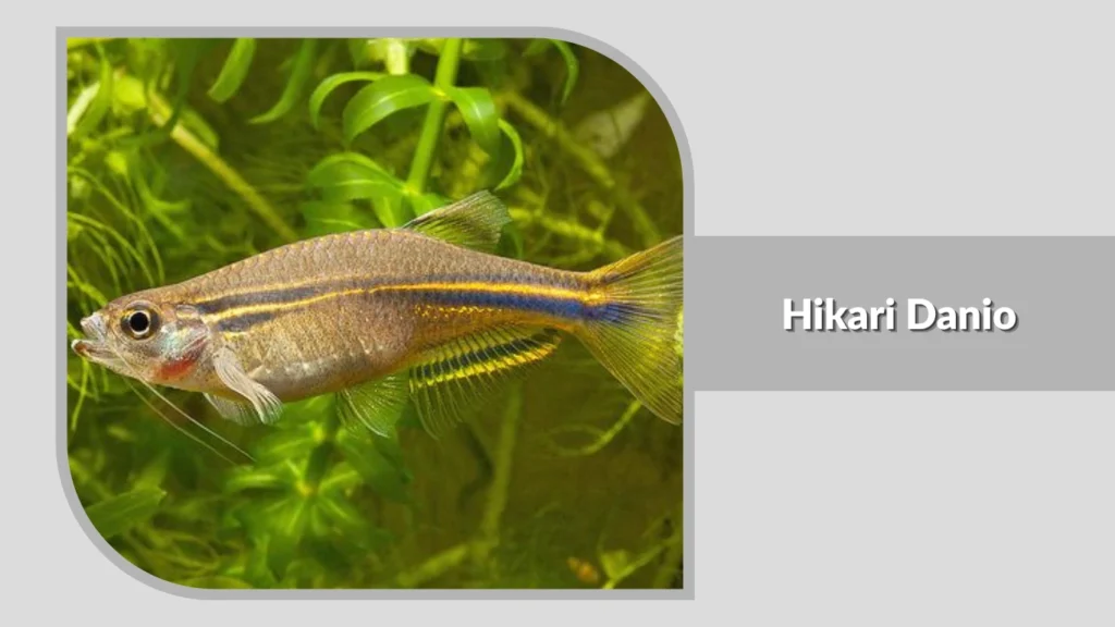 Hikari Danio
