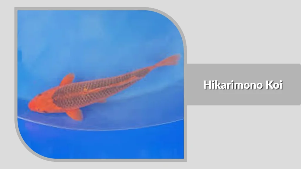 Hikarimono Koi