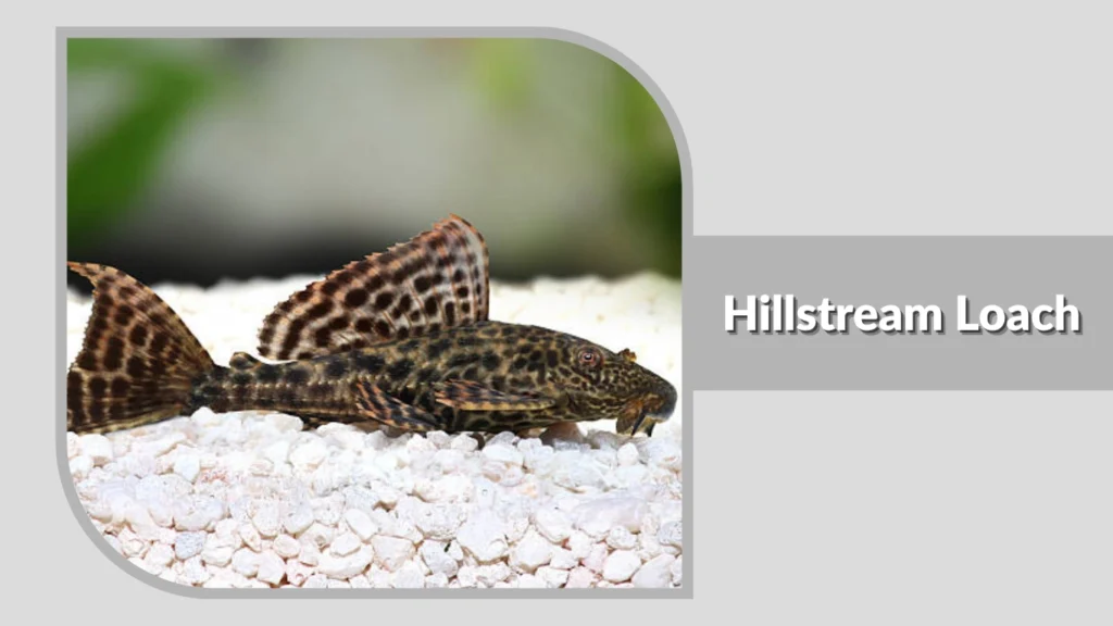 Hillstream Loach