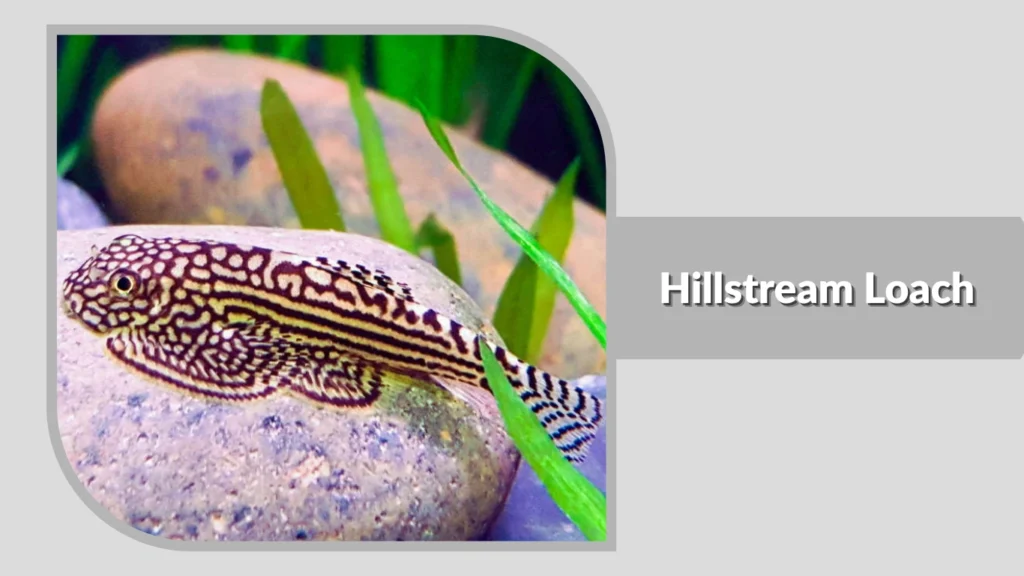 Hillstream Loach