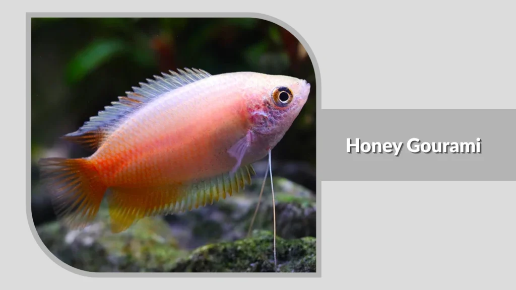 Honey Gourami