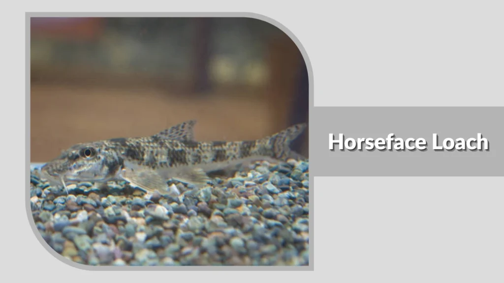 Horseface Loach