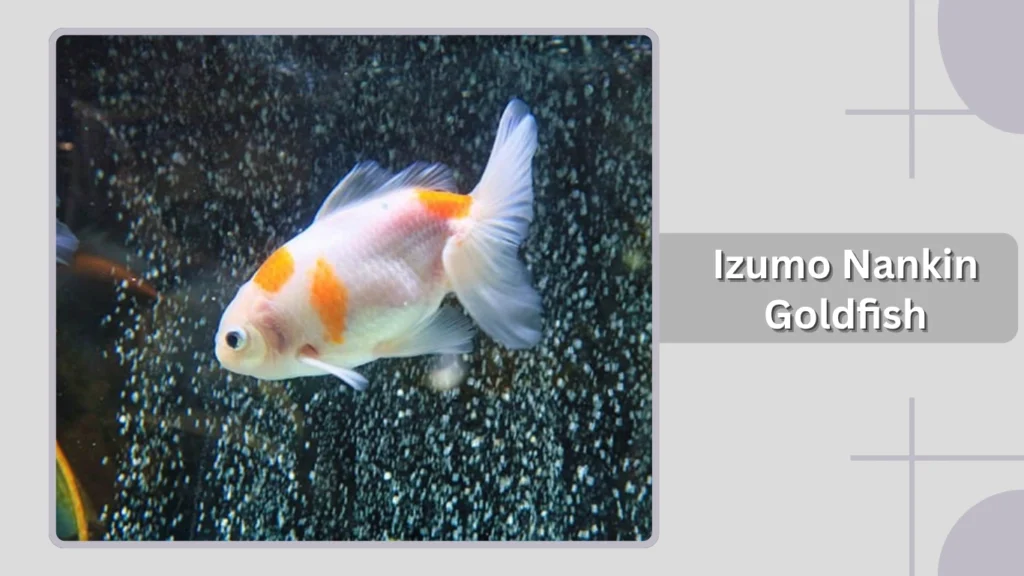 Izumo Nankin Goldfish