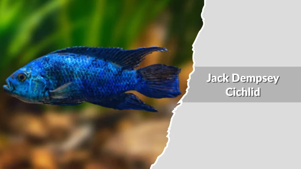 Jack Dempsey Cichlid