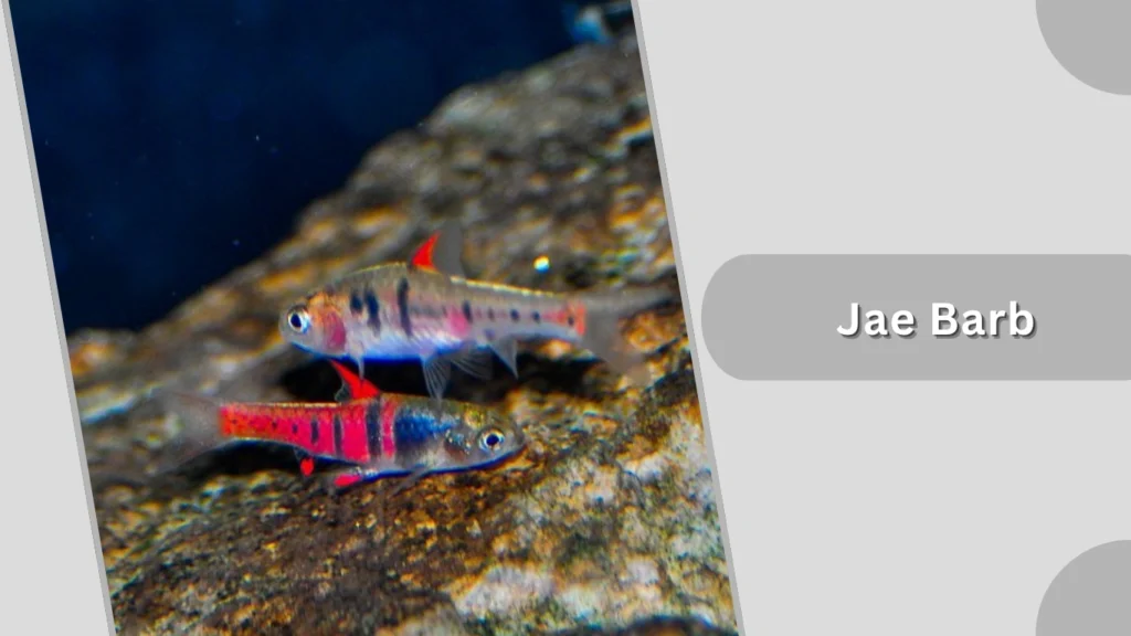 Jae Barb