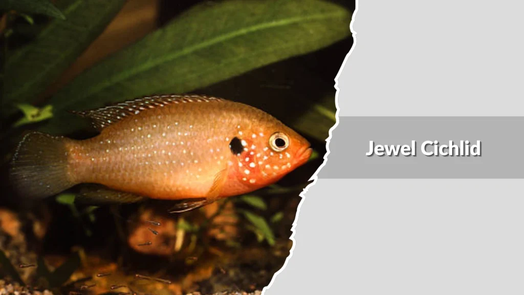 Jewel Cichlid