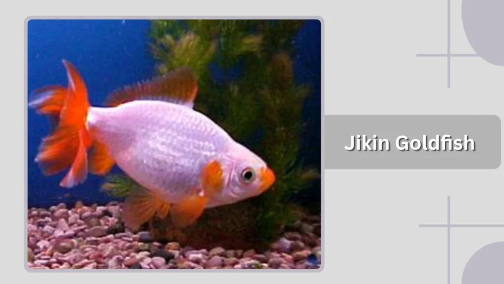 Jikin Goldfish