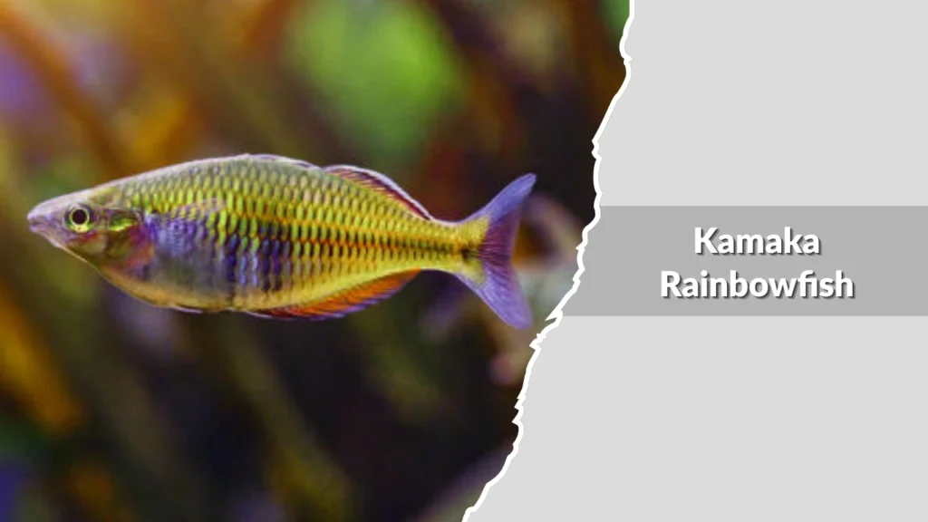 Kamaka Rainbowfish