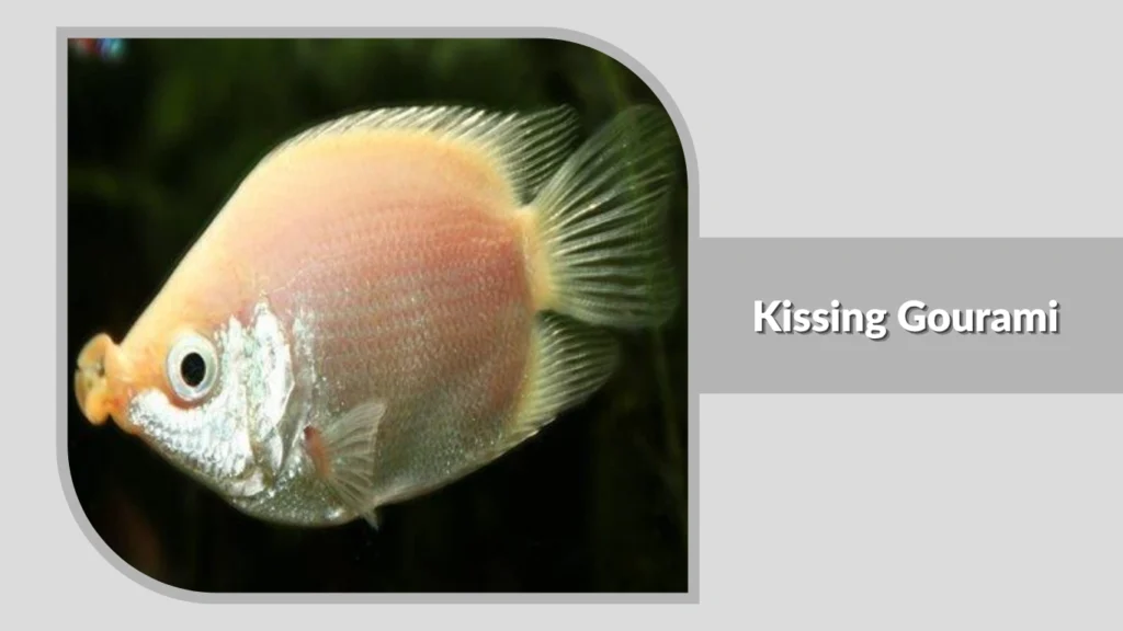 Kissing Gourami