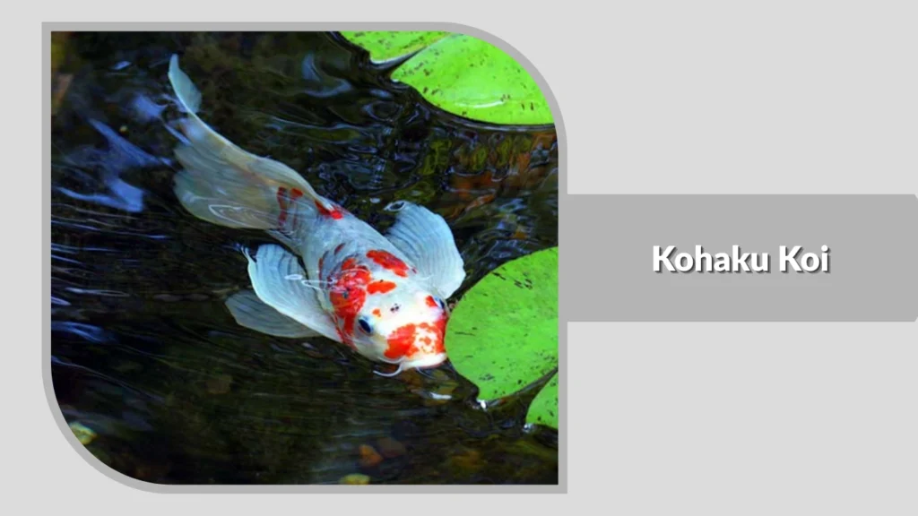 Kohaku Koi