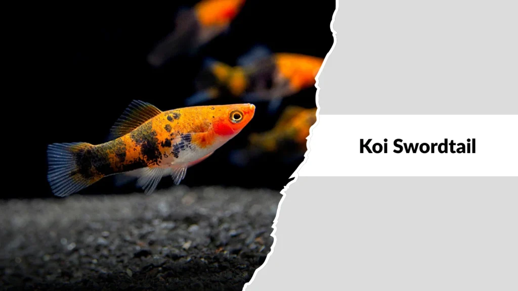 Koi Swordtail
