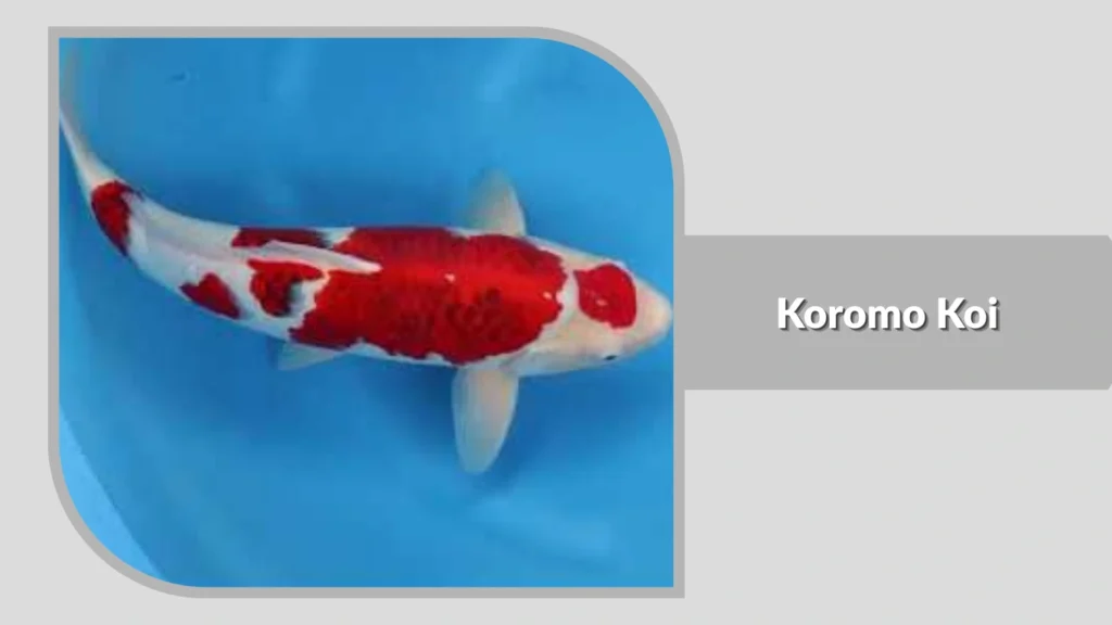 Koromo Koi