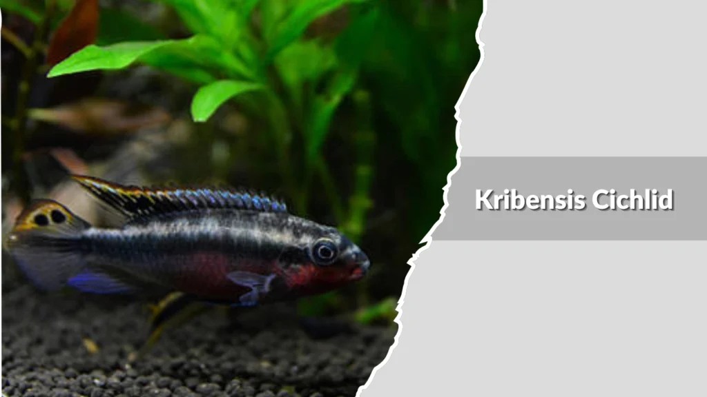 Kribensis Cichlid