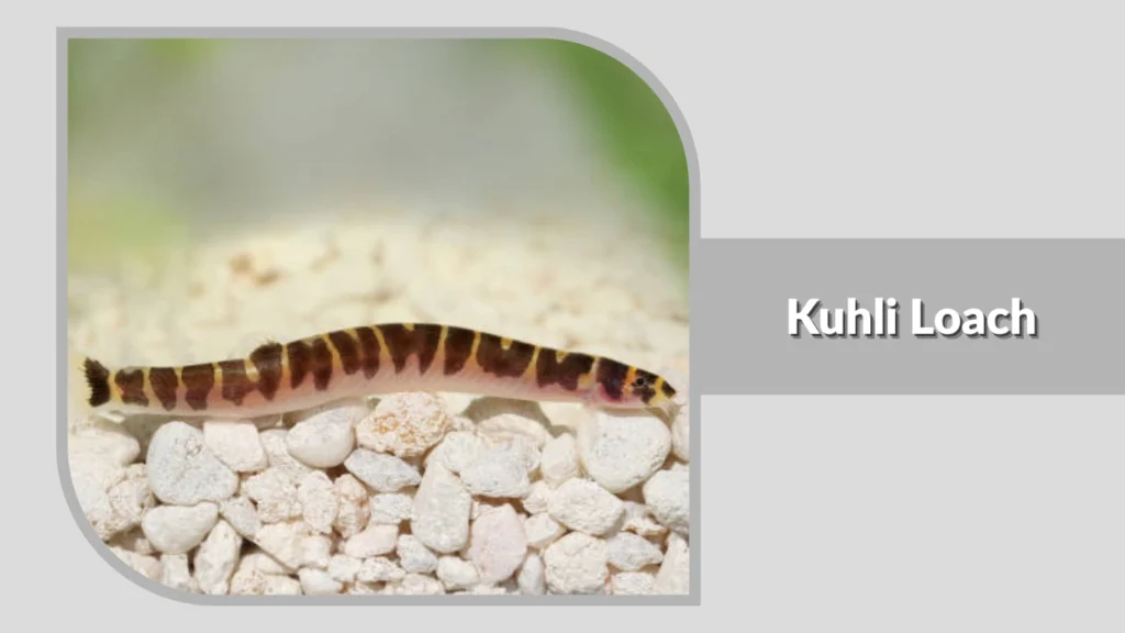 Kuhli Loach