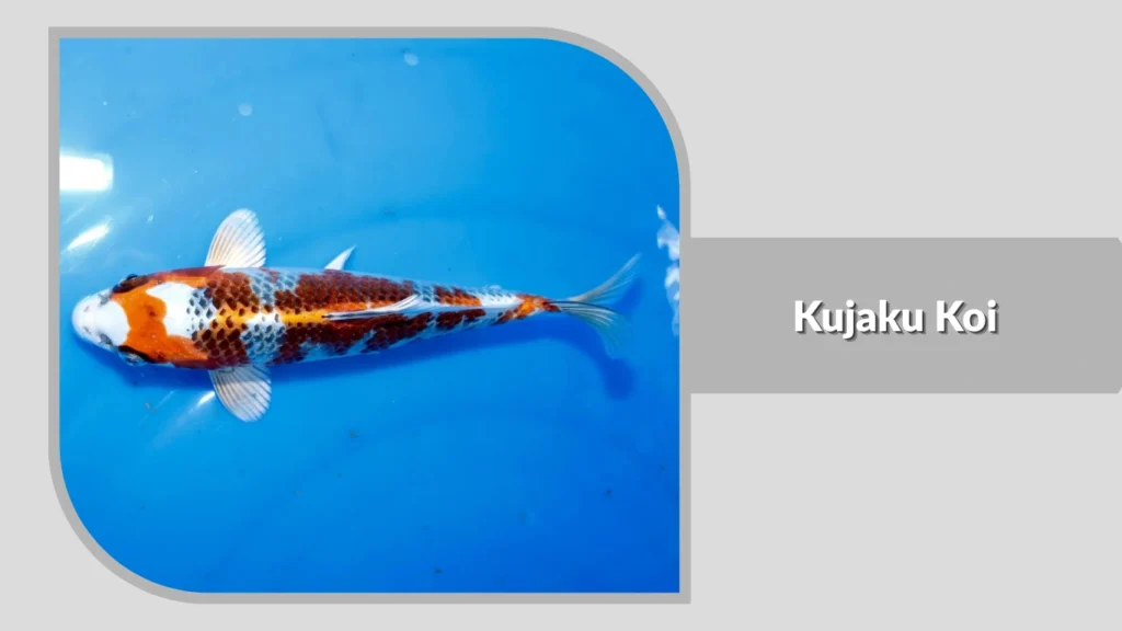 Kujaku Koi