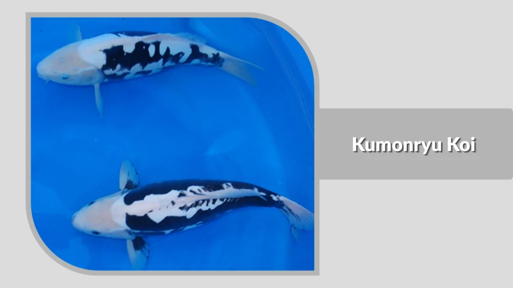Kumonryu Koi