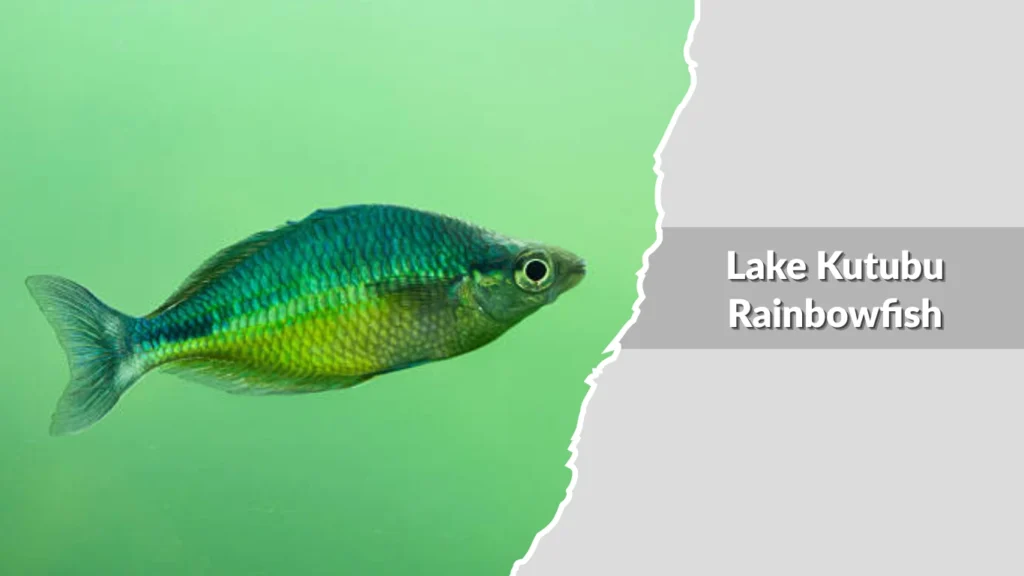 Lake Kutubu Rainbowfish
