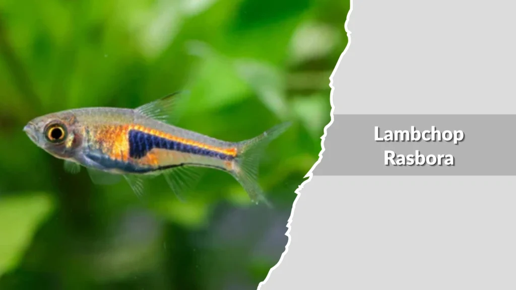 Lambchop Rasbora