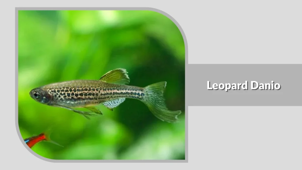 Leopard Danio