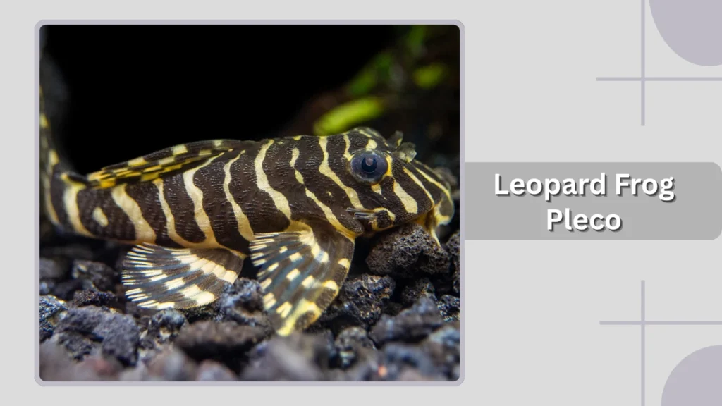 Leopard Frog Pleco