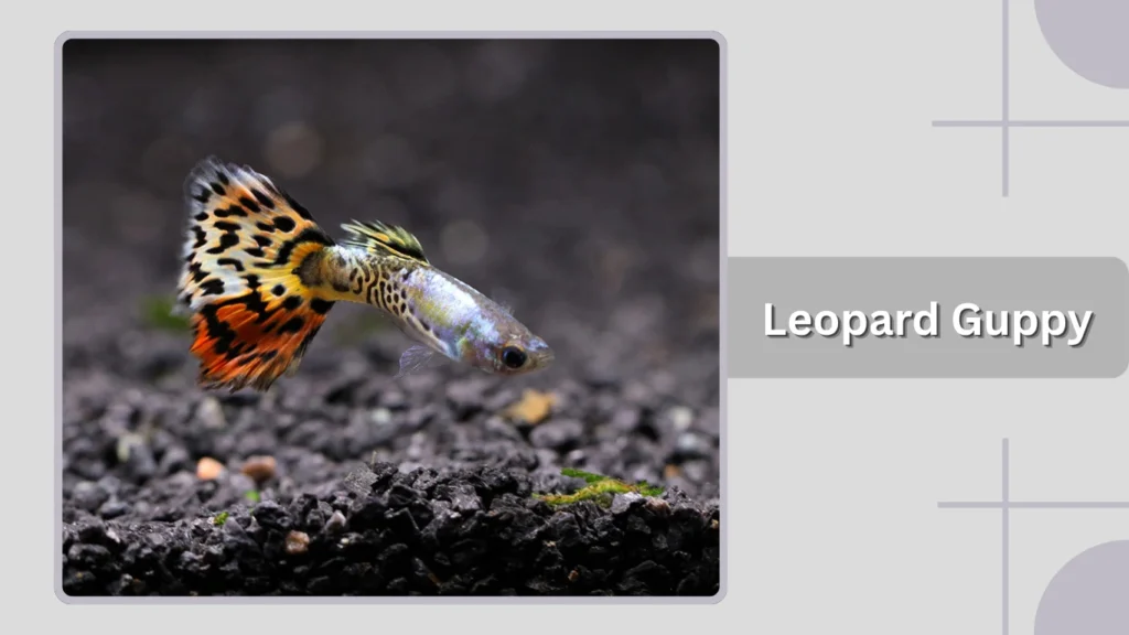 Leopard Guppy