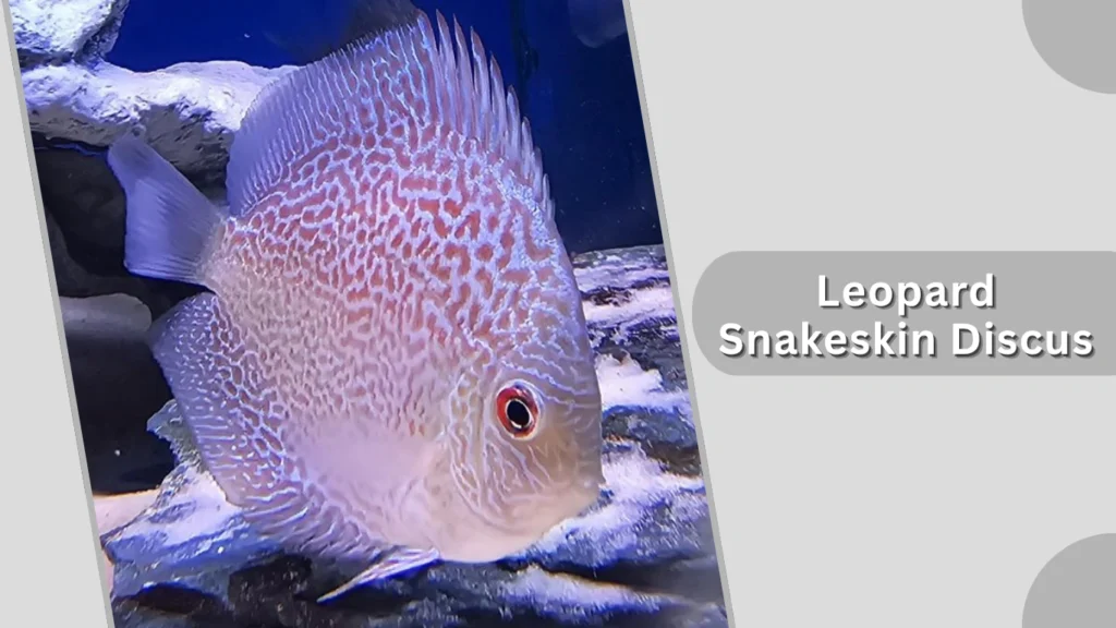Leopard Snakeskin Discus