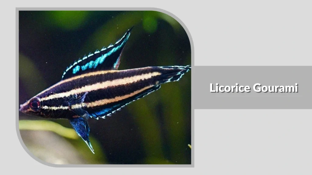 Licorice Gourami