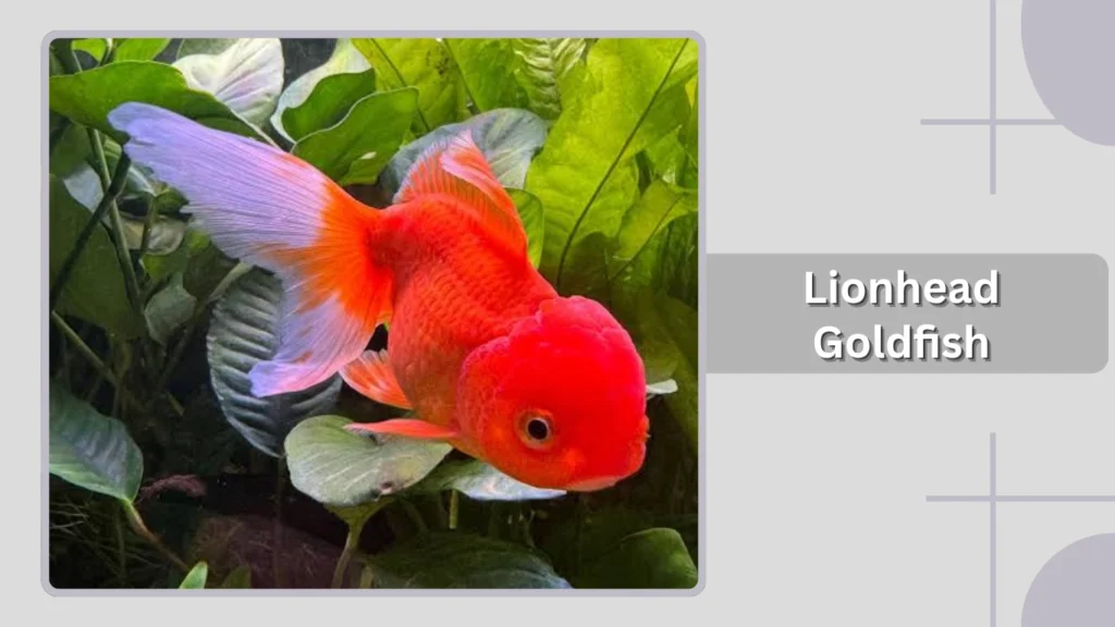 Lionhead Goldfish
