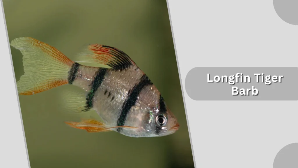 Longfin Tiger Barb