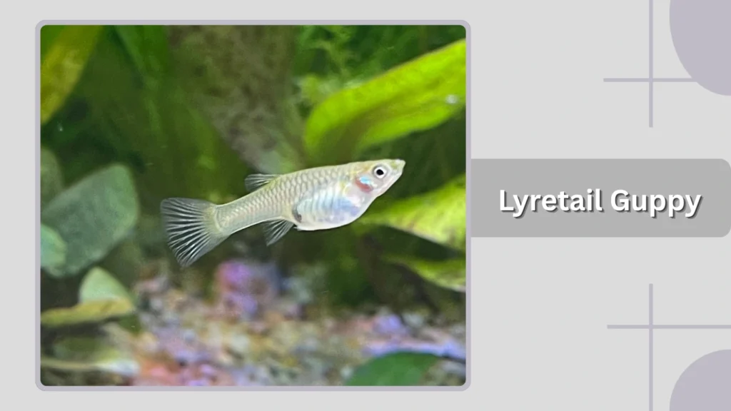 Lyretail Guppy