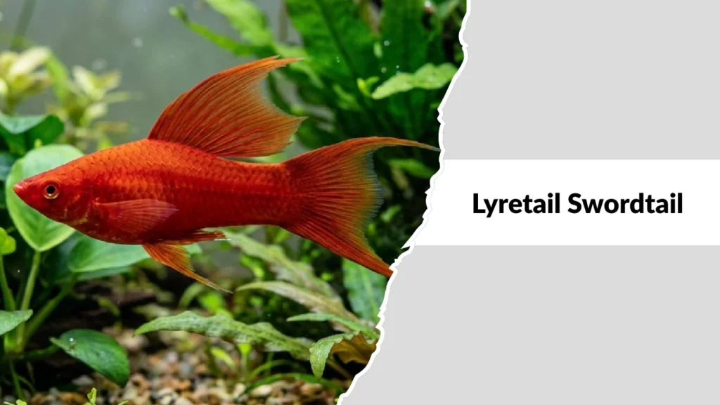 Lyretail Swordtail