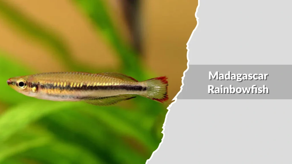 Madagascar Rainbowfish