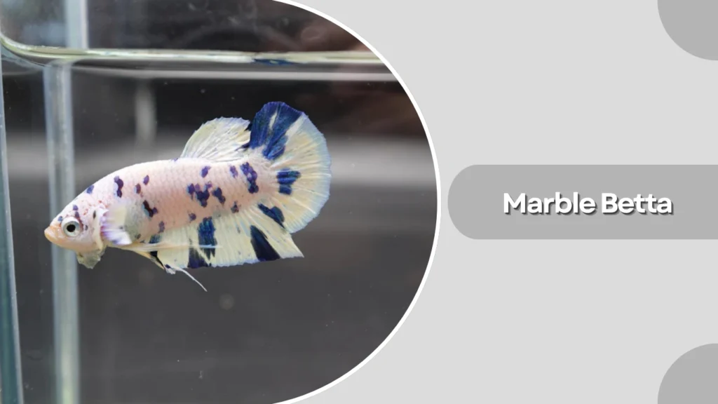 Marble Betta