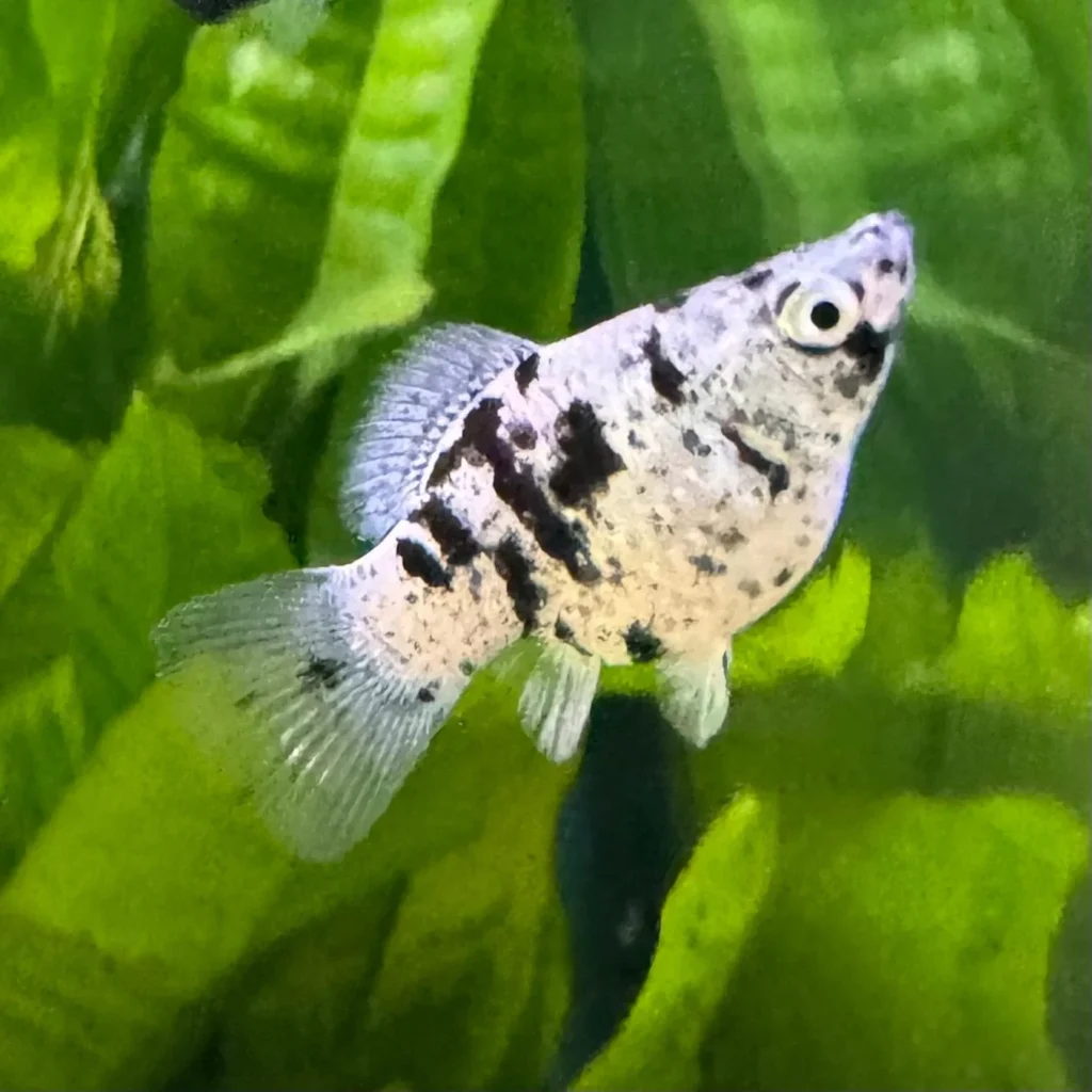 Marble Molly