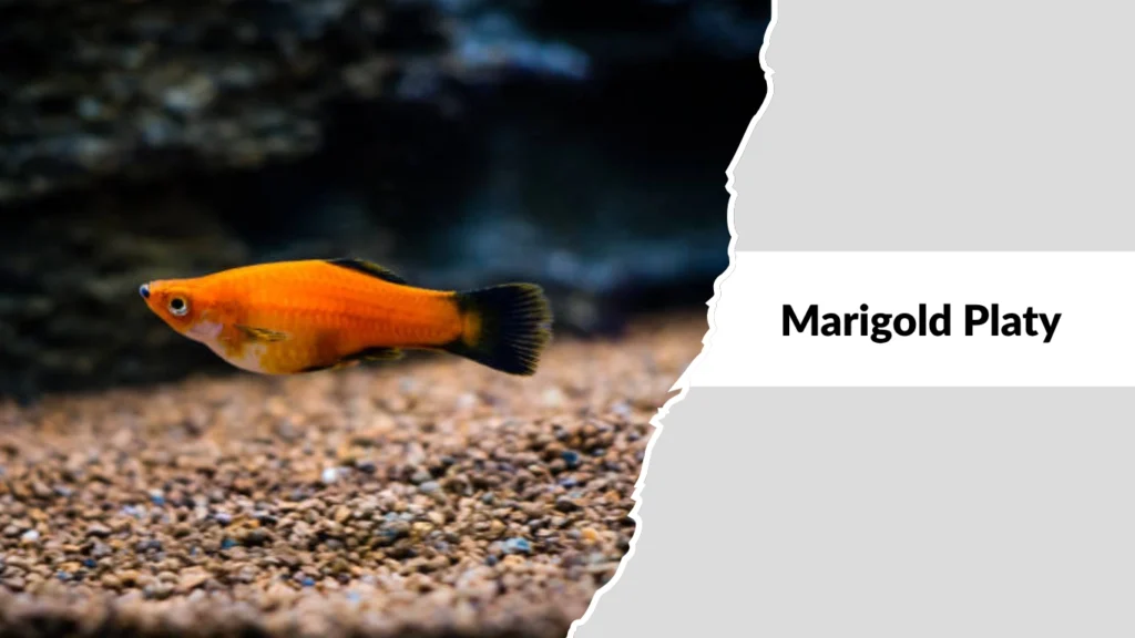 Marigold Platy