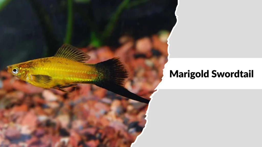 Marigold Swordtail