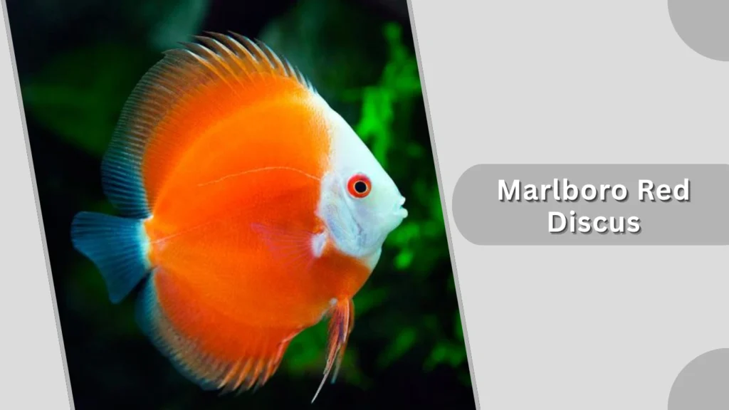 Marlboro Red Discus